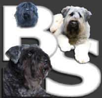 Stichting Bouviersupporters