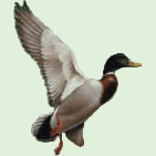 Stichting Eendenkooi Maaspoort