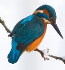 Stichting Kingfisher Foundation