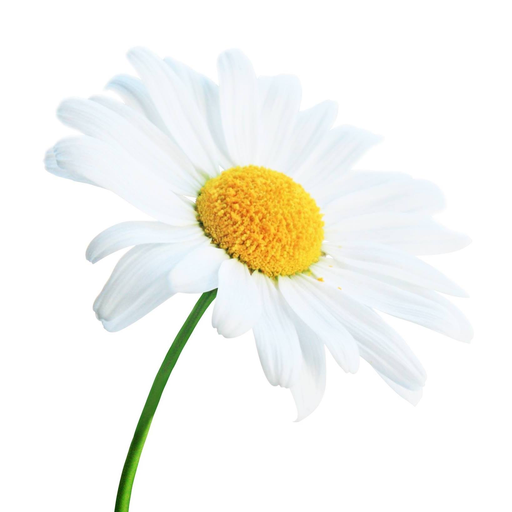 Stichting Talentgift